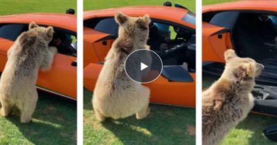 Video: Gấu cưng xé toạc cánh cửa siêu xe Lamborghini, chủ nhân phản ứng khiến dân mạng tròn mắt