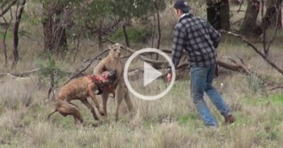 Video: Người đàn ông lao vào đấm bốc với kangaroo để giải cứu chó cưng
