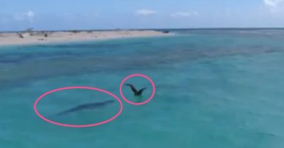 Video: Đang học bay, hải âu non bất ngờ bị ‘quái vật khổng lồ’ lao lên đoạt mạng