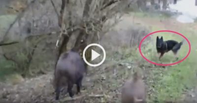 Video: Nổi hứng trêu chọc đàn lợn rừng, chó becgie chạy ‘hụt hơi’ khi bị phản công