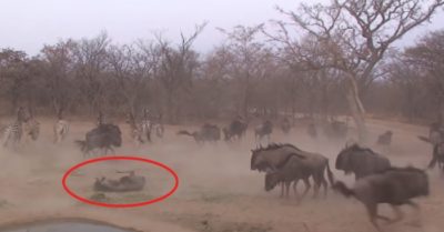 Video: Ngựa vằn tung đòn ‘hiểm’ khiến linh dương ngã lăn ra đất ngất xỉu