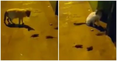 Video: Chuột ‘dàn cảnh’ đánh lừa mèo để chạy trốn