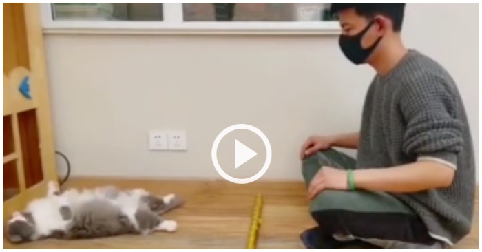 Sau khi anh chủ rút kiếm ra trong vài giây thì chú mèo tự động ngã ngử về phía sau (ảnh cắt từ clip).