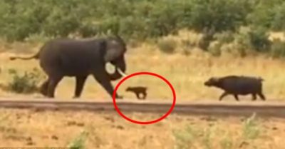 Video: Nghé con tấn công, rượt đuổi voi nặng 6 tấn bảo vệ mẹ