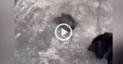Video: Như có linh tính mách bảo, chú ba ba chạy như bay để ‘vượt ngục’