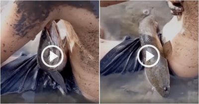Video: Bé trai đi bắt cá bị cá cắn vào nách, ngồi khóc hu hu