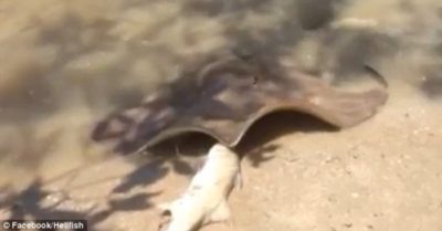 Video: Cá đuối liều lĩnh mò lên bờ trộm cá của cần thủ