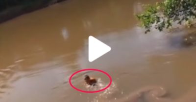Video: Nghẹt thở cảnh cậu bé đi câu cá bị cá lôi xuống hồ