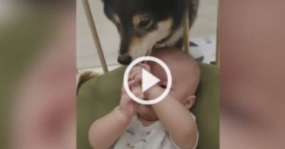 Video: Chó cưng ‘táo tợn’ cướp bánh của cậu chủ