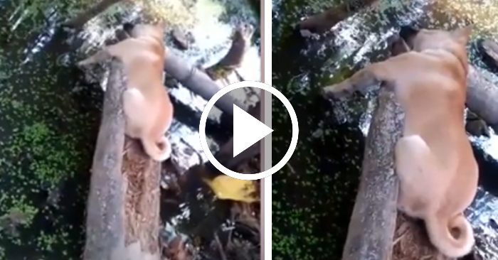 Video: Chó cưng tranh thủ ra bờ ao nằm ngủ trưa