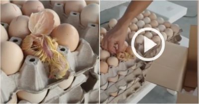 Video: Trứng nở thành gà con trong cửa hàng thực phẩm