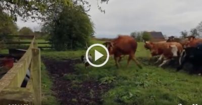 Video: Gà trống tấn công khiến cả đàn bò nhảy dựng