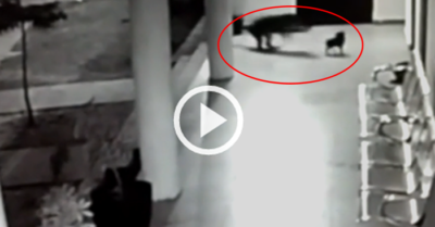 Video: Chó mẹ dũng cảm giúp con thoát khỏi nanh vuốt báo hoa mai