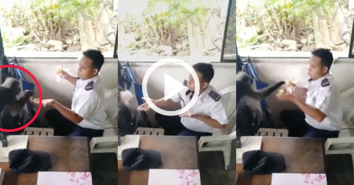 Video: Khỉ bất ngờ xuất hiện cưỡng chế 'vay' chuối của anh bảo vệ