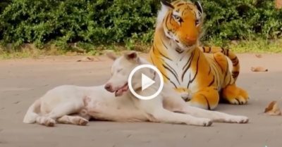 Video: Đang thư giãn, chó giật nảy mình vì nằm cạnh hổ