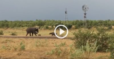 Video: Nghé con hổ báo truy đuổi voi ‘khổng lồ’