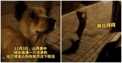 Clip: Chú chó hoang bật khóc, liên tục chắp tay khi nhận thức ăn từ người lạ