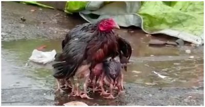 Clip: Cảm động khi thấy gà mẹ giang cánh che chở đàn con giữa trời mưa