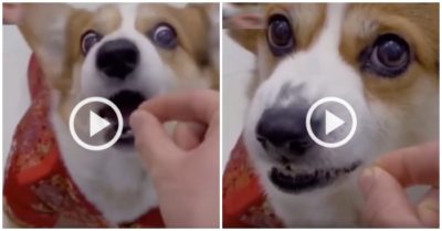 Clip: Chó cưng giận ra mặt khi chủ giả vờ cho ăn