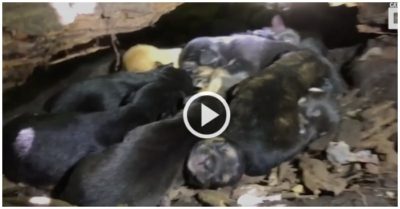 Video: Chó mẹ gãy chân tìm người tới cứu đàn con