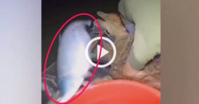 Video: Cá thác lác ‘khủng’ tẩu thoát khỏi thuyền ngư dân