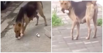 Video: Chó mẹ què chân, chạy khắp phố xin đồ ăn cho 6 chó con trong rừng