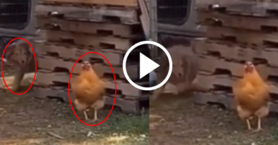 Video: Chó cưng và gà chơi đuổi bắt cùng nhau