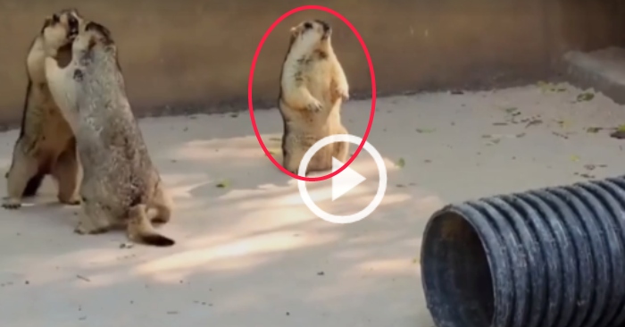 Video: Chú sóc làm trọng tài can ngăn hai bạn đánh nhau