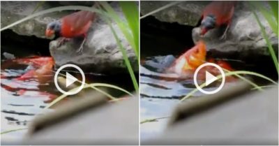 Video: Chim sẻ đáp xuống ao mớm thức ăn cho đàn cá vàng
