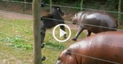 Video: Khỉ đực tung đòn vào mặt hà mã vì miếng ăn