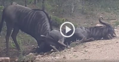 Video: Linh dương húc tung đồng loại lên không trung, cứu bạn thoát chết