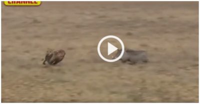 Clip: Lợn rừng phản công bất ngờ khiến báo đốm chạy hụt hơi