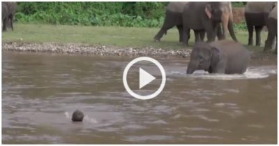 Video: Thấy ông chủ vùng vẫy dưới sông, voi con lao mình xuống cứu