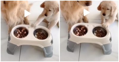 Clip: Cún con phản ứng khi chủ chia phần không đều