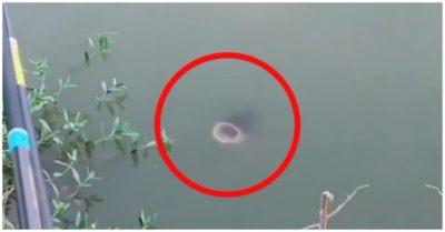 Clip: Cá to bơi đến há miệng ‘trêu ngươi’ cần thủ