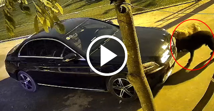 Video: Chó cưng cào xước sơn chiếc Mercedes đêm mùng 1 tết để tìm chuột
