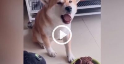 Video: Chú cún cưng nhả vội miếng bánh vì sợ có độc