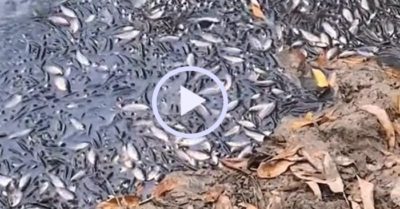 Video: Hàng trăm con cá thi nhau “rúc” vào bờ, khiến dân mạng tò mò