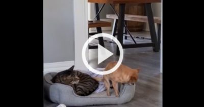 Video: Con chó rón rén vào nệm vì sợ ”sếp mèo” đang nghỉ ngơi