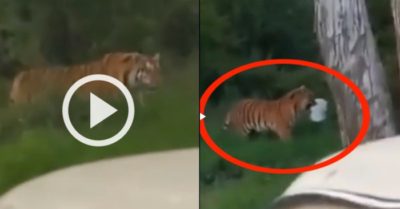 Video: Con hổ xuất hiện, trộm xô cá của cần thủ rồi quay vào rừng