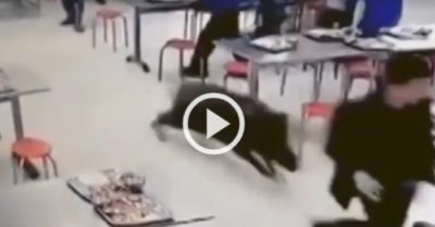Video: Lợn rừng truy đuổi công nhân Trung Quốc trong nhà ăn