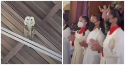 Video: Cú mèo thích thú trốn trên trần nhà nhún nhảy theo dàn hợp xướng nhà thờ
