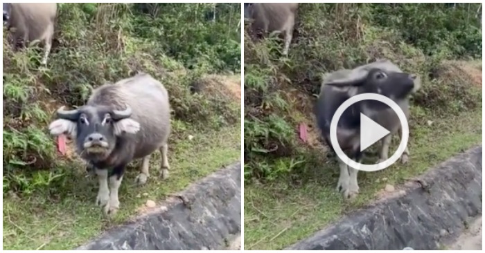Trâu đang gặm cỏ thì hai thanh niên đi xe máy đến hỏi đường (ảnh chụp màn hình video).