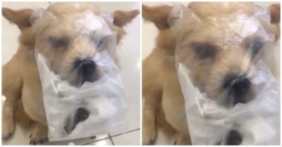 Clip: Đi vệ sinh không đúng chỗ cún cưng bị phạt nhớ đời