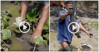 Clip: Bới bùn, tóm gọn cá trê khủng dưới ao bèo