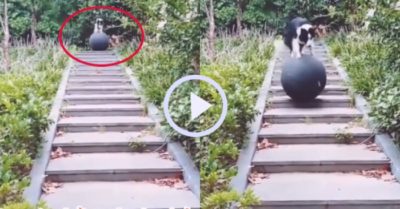 Video: Chó cưng biểu diễn giữ thăng bằng trên quả bóng xuống bậc thang
