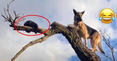 Video: Chú chó bị mèo cho leo cây, đứng bất động chỉ biết sủa cầu cứu