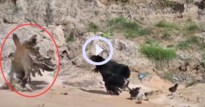 Video: Gà mẹ tung ‘liên hoàn cước’ vào đại bàng để bảo vệ đàn con