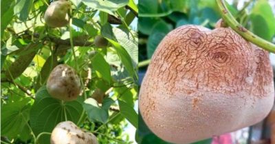 Gọi là củ nhưng mọc trên cây, đó là quả gì?