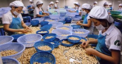 Vụ lừa xuất điều sang Ý: Giữ lại thành công 16 container tại cảng